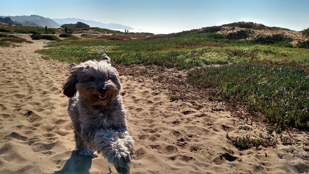KQED NEWSROOM: SF Homeless, Santa Clara County Jails Report, California Politics, New Rules for Dogs
