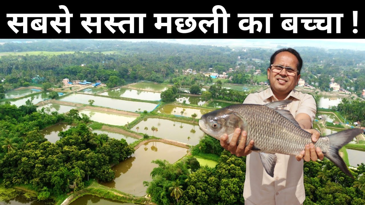 मछली का बच्चा कहां मिलेगा ? | Fish Farming | Fish Seed
