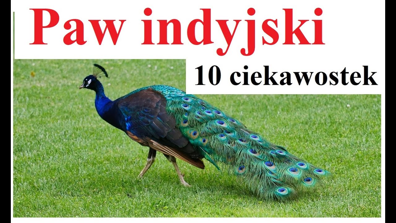 Paw indyjski - 10 ciekawostek