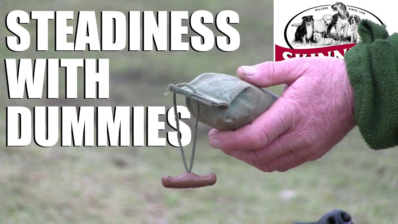 Gundog training tips - Steadiness with dummies