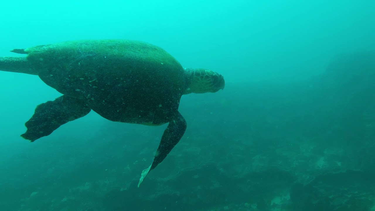 Spearfishing Challenge Border Open 2020 14 November