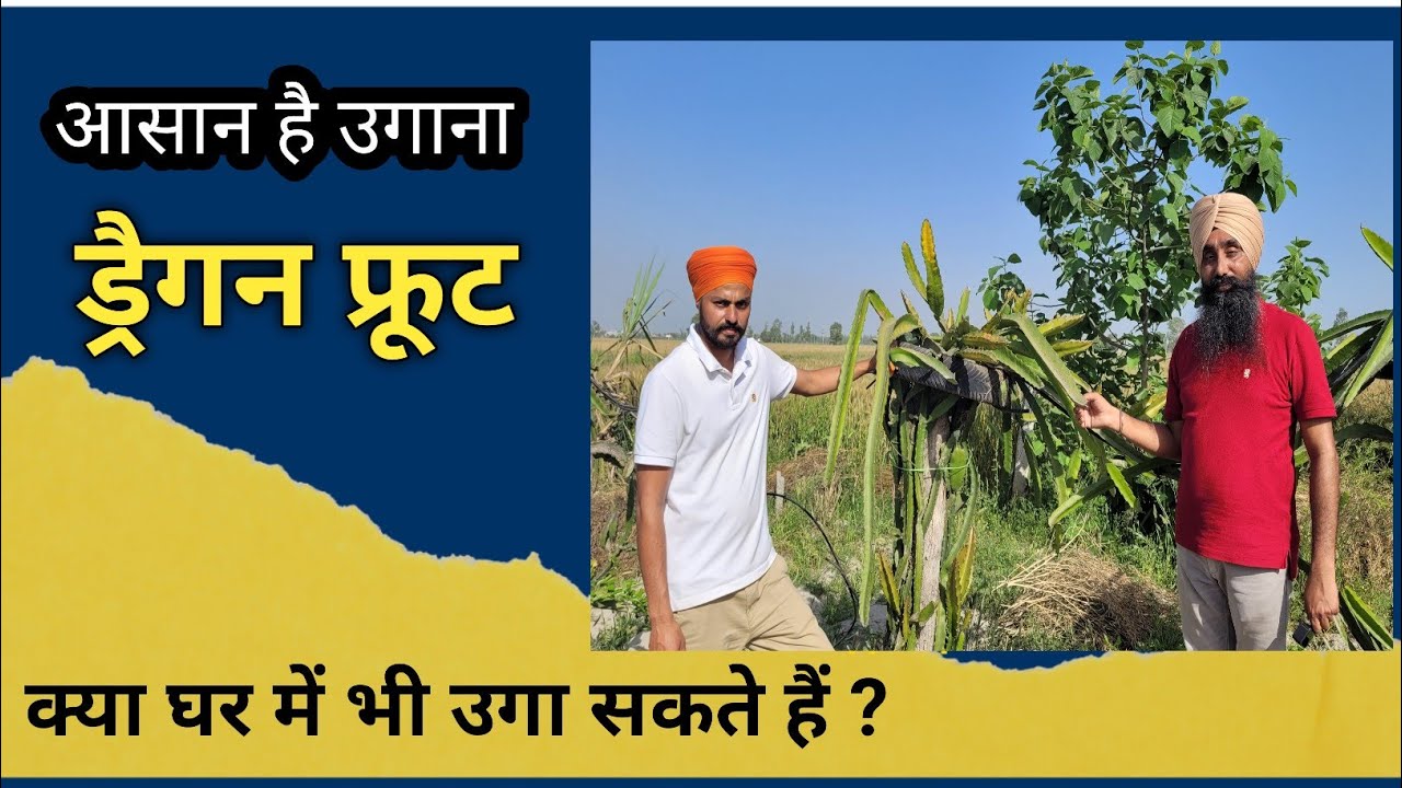 Aap bhi uga sakte hain Dragon Fruit ||