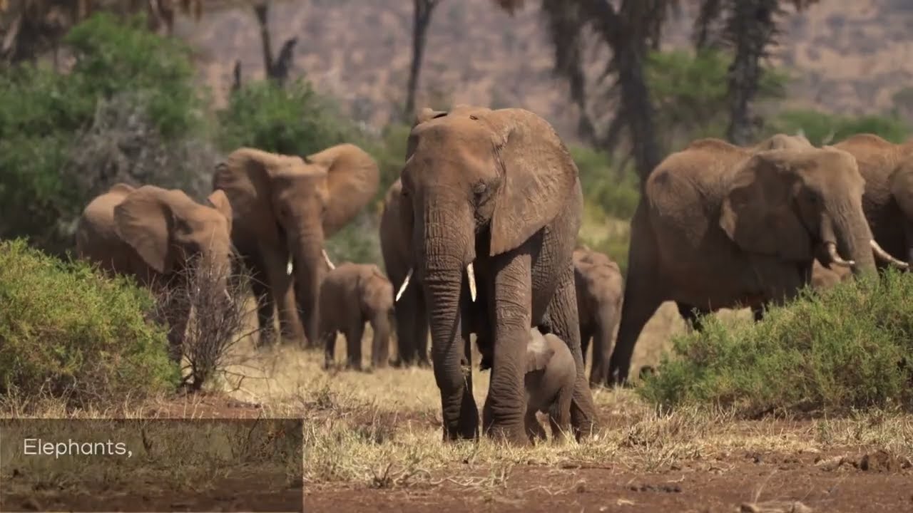 Kenya&rsquo;s Wild Wonders 🌍🦁 Explore Nature&rsquo;s Greatest Spectacle! #kenya #travel
