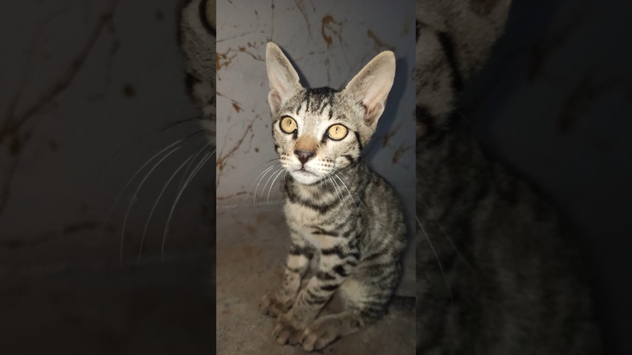 kitten acceptance! #shorts #shortsfeed #kitten #trending #cat #youtubeshorts #viralshorts #youtube