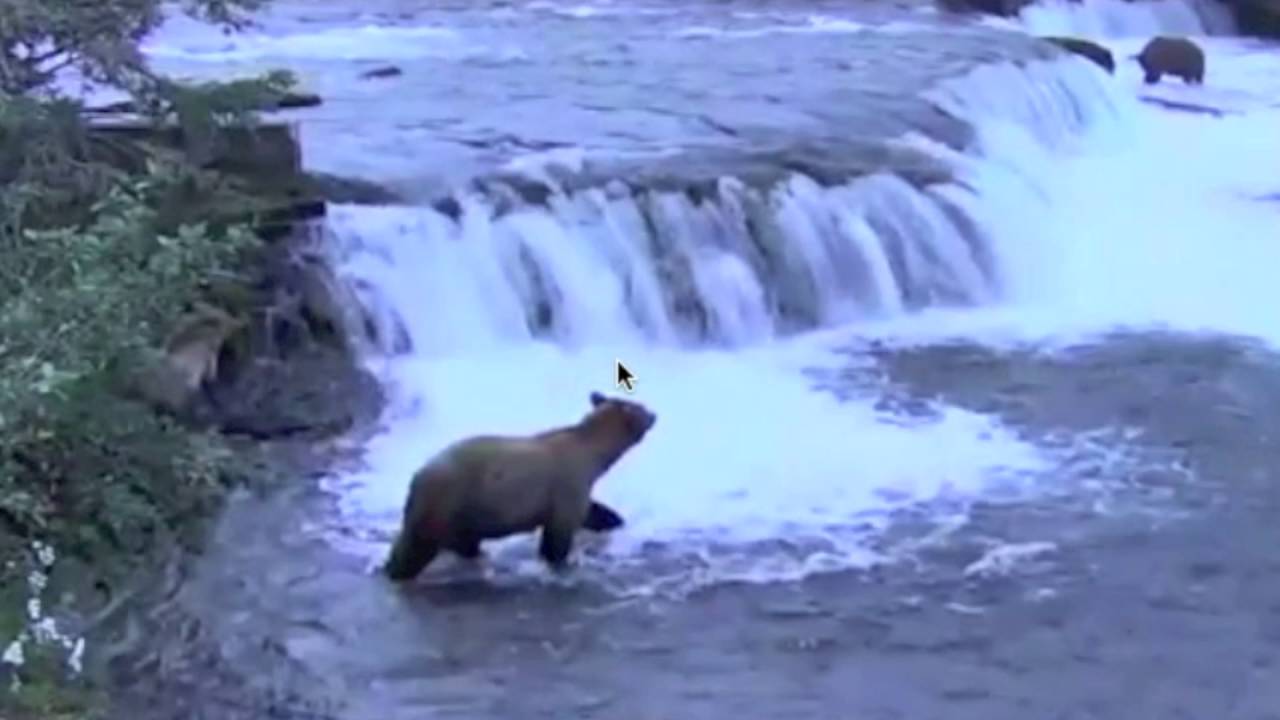 The Internet of Experiences: Bear Transmediaphoto