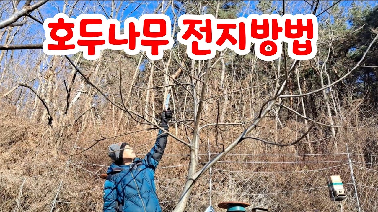 호두나무 전지 ( 호두는 내년에 열릴 열매가지가 올해 나옵니다) #호두나무 가지치기