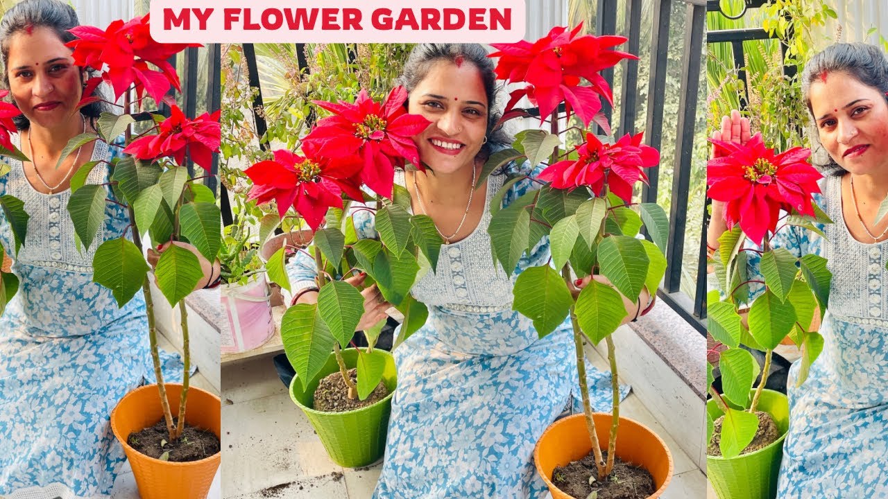 आज गमले 🪴के अंदर लगा ही दिया इस सुंदर फूल 🌺जैसा दिखाने वाले पौधे 🪴को #vlog #lifestyle #flower