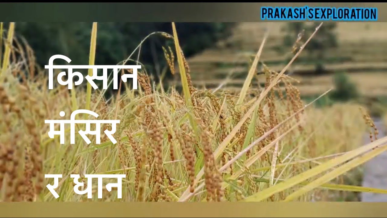 धान भित्र्याउॅदै।