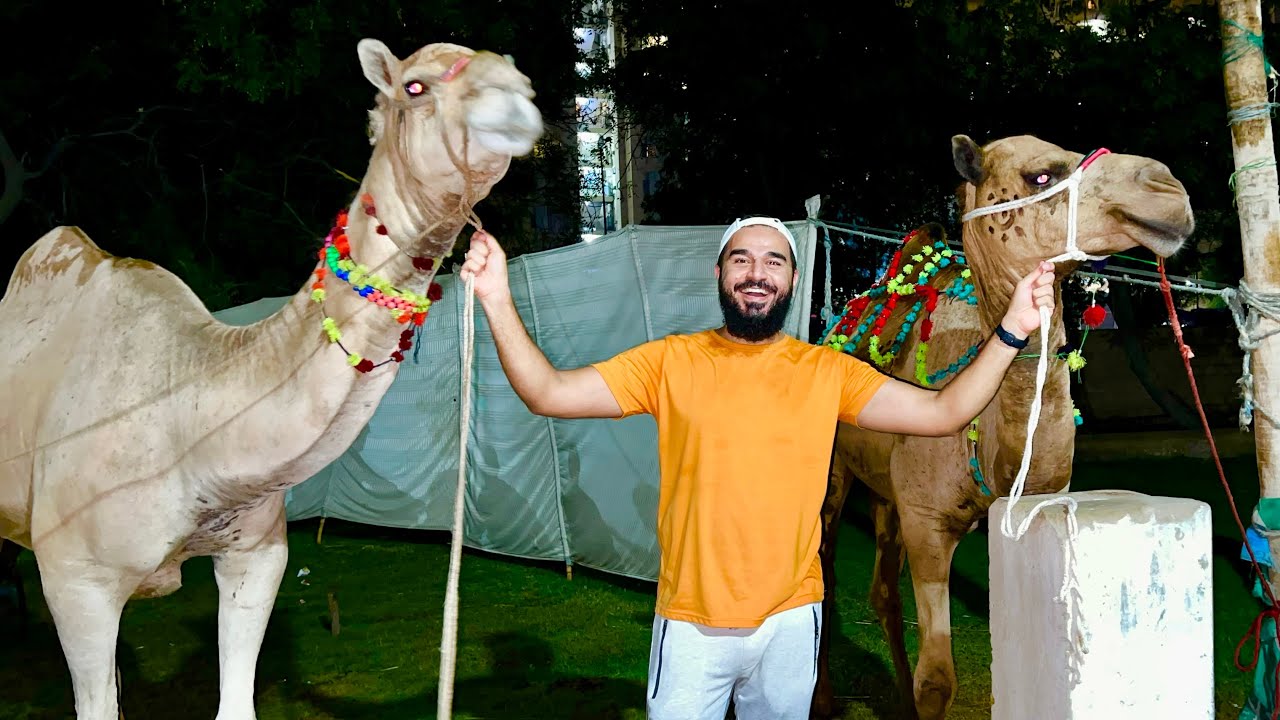 Ek aur Camel le lia 🐪🐪 | Mustafa Hanif BTS | daily vlogs