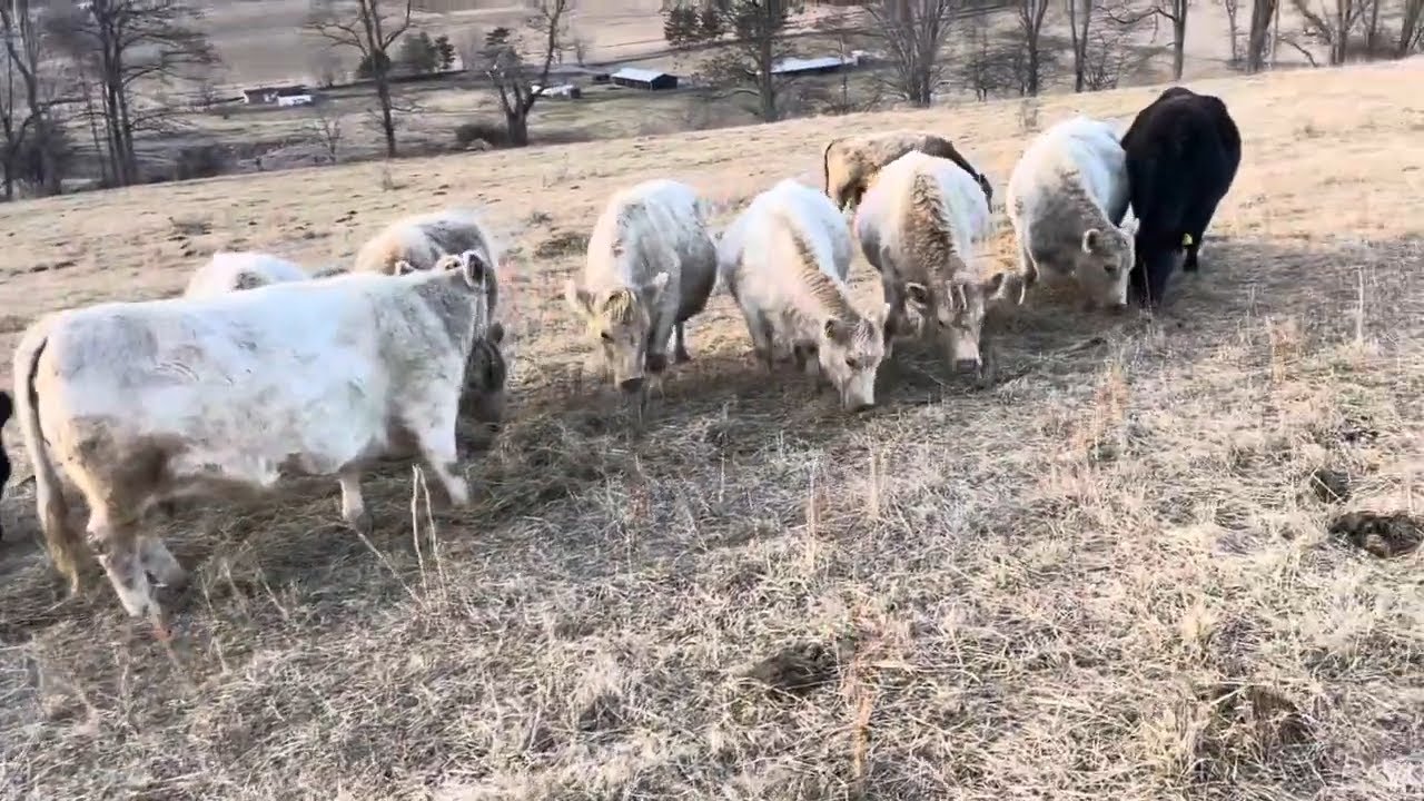Rancher Banyon Shows and Explains the Benefits of Unrolling Hay