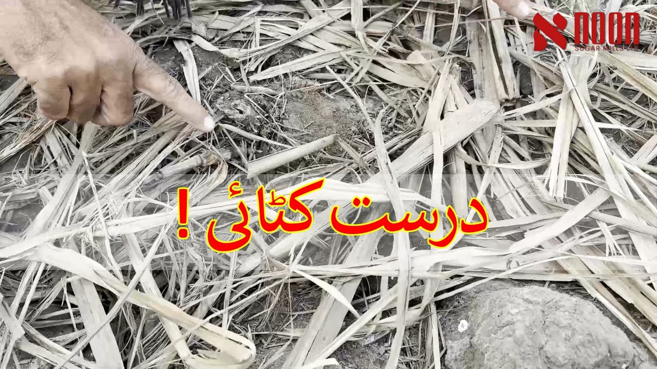 کماد کی درست کٹائی اور معیار | وزن، رس اور مکمل ادائیگی کیسے حاصل کریں؟
