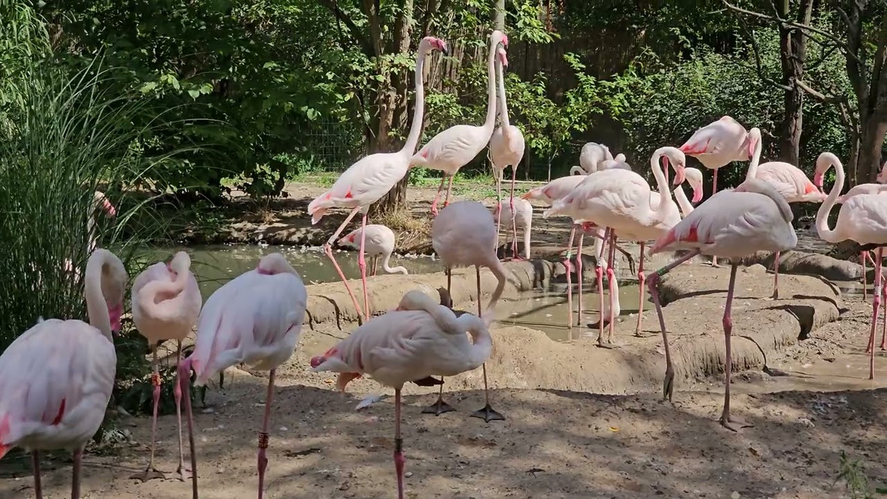20250817 Poland Wroclaw Zoo Flamingos