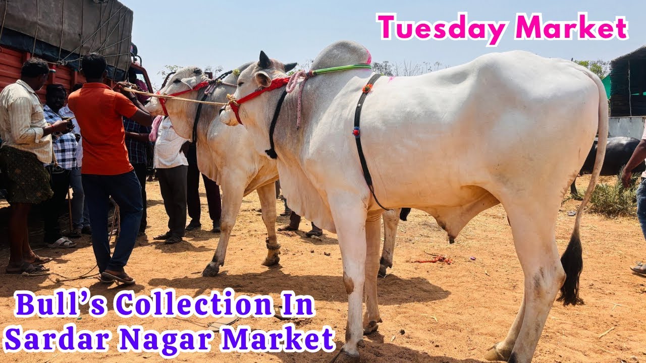 Bulls Collection In Sardar Nagar Market ||Tuesday Market ||