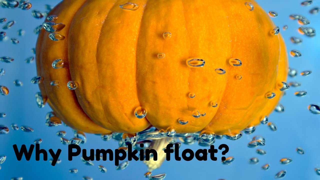 Pumpkins are 92% Water?! | Fun Pumpkin Facts for Kids!