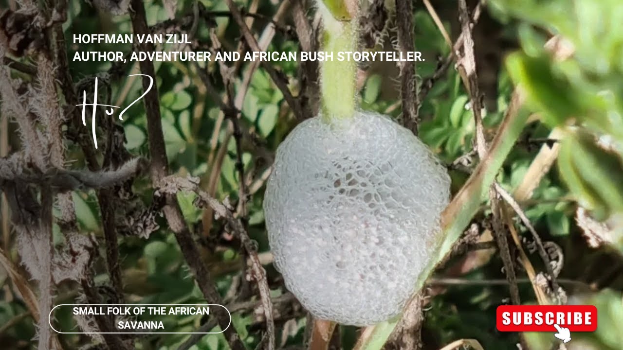 The small folk of the African savanna (Hoffman van Zijl Wilderness Wanderer)