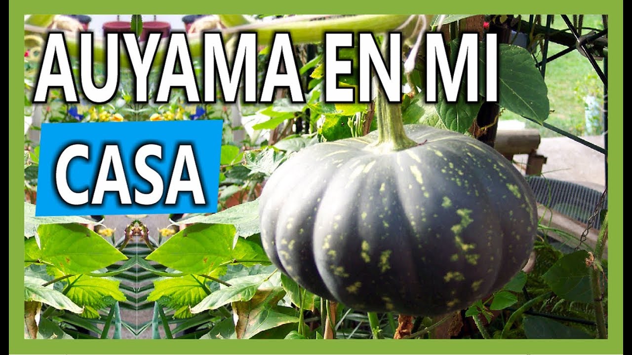 Huerta En Casa con Auyamas en tubo Reciclado