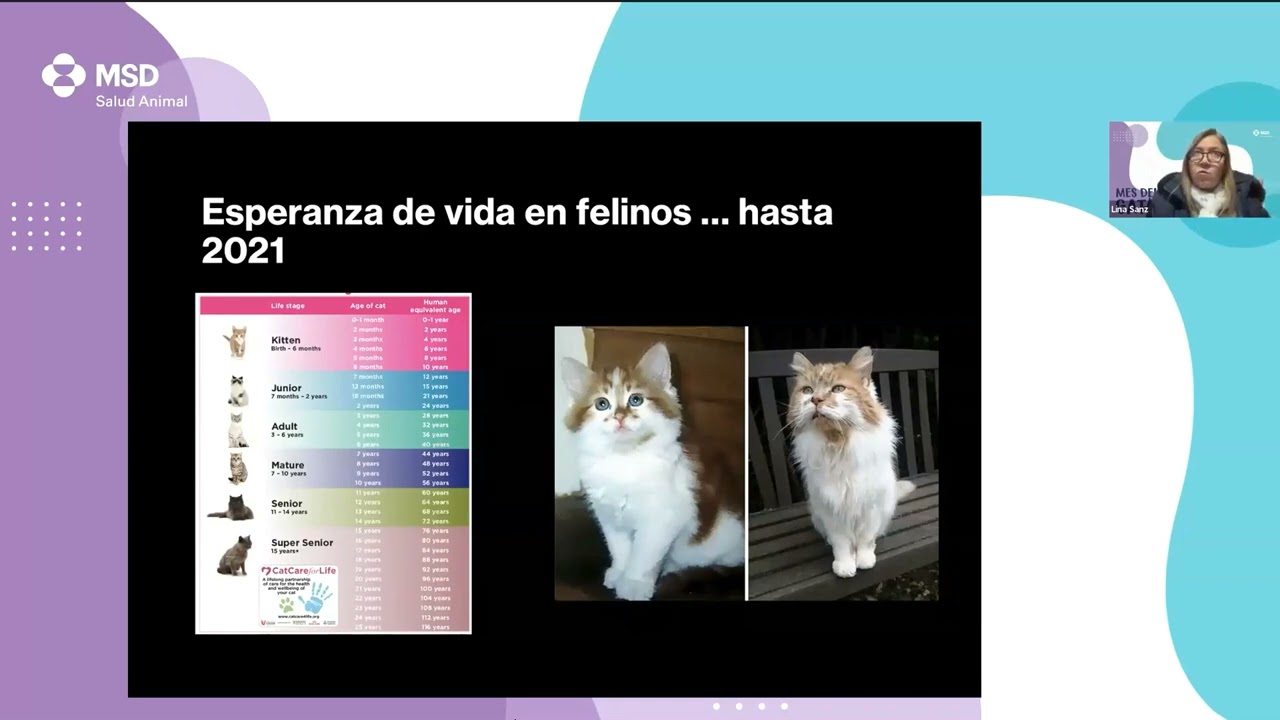 Especial gato parte 3 - Endocrinopatias (2023)