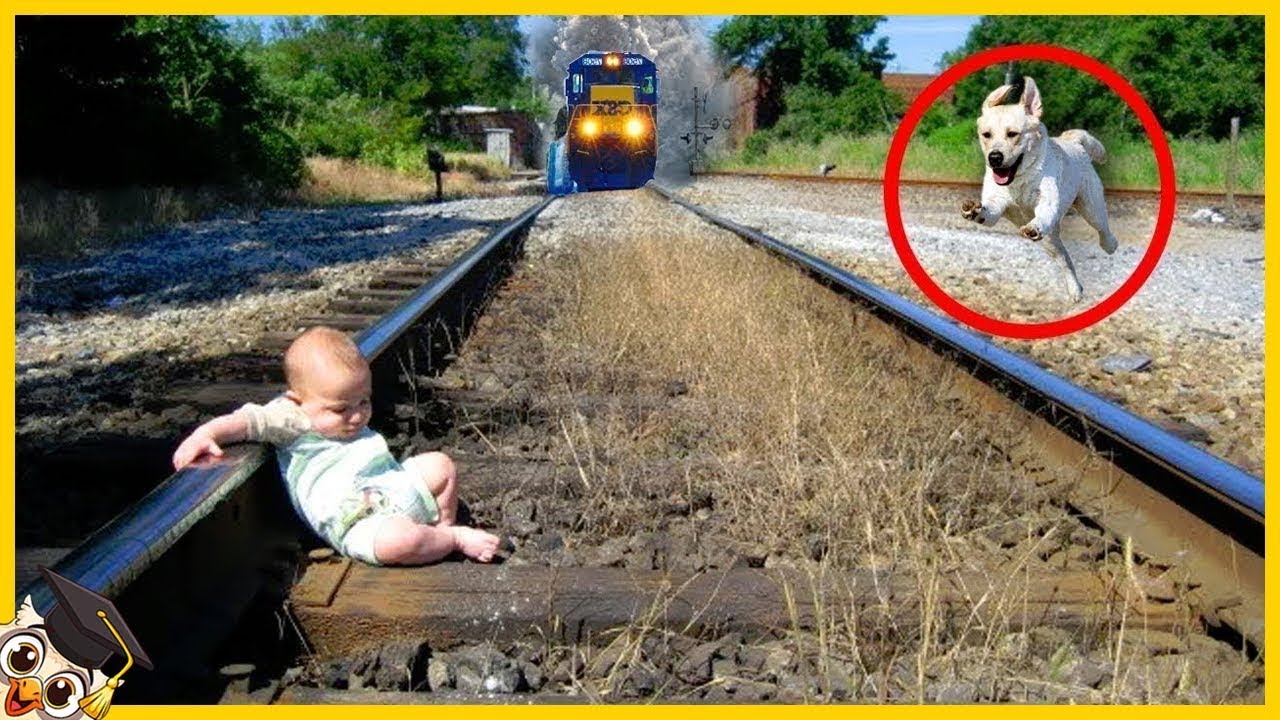 10 Perros H&eacute;roes Que Salvaron Vidas Humanas