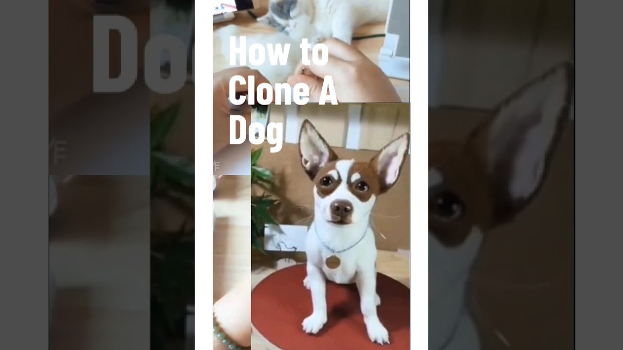 Needle Felting A Wool Dog Replica #dog #cute #short