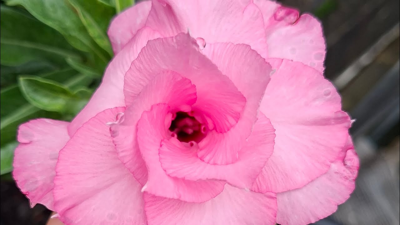 Perdi muitas rosas do deserto