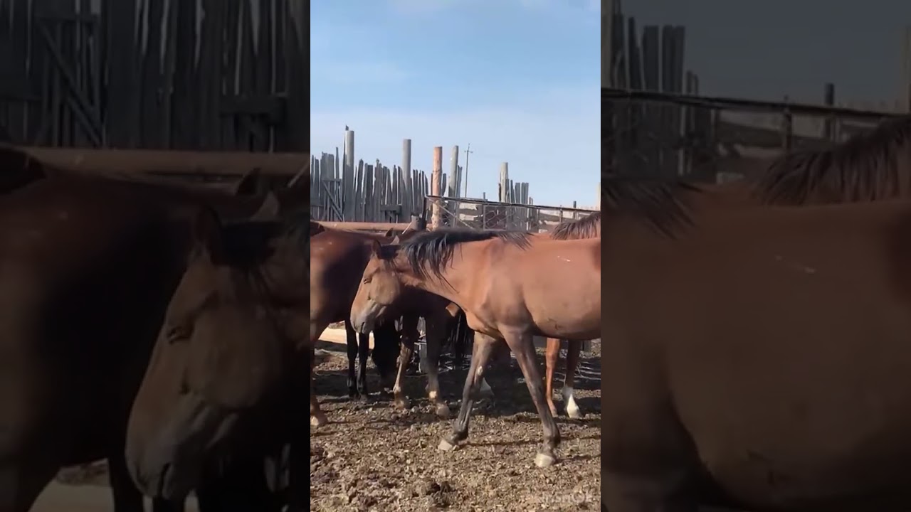 Продаются табун лошадей в Саратовской области