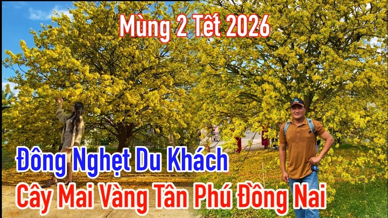 Cây mai vàng 70 tuổi đẹp nhất Đồng Nai ra hoa rực rỡ đúng giao thừa đón hàng trăm du khách mỗi ngày.