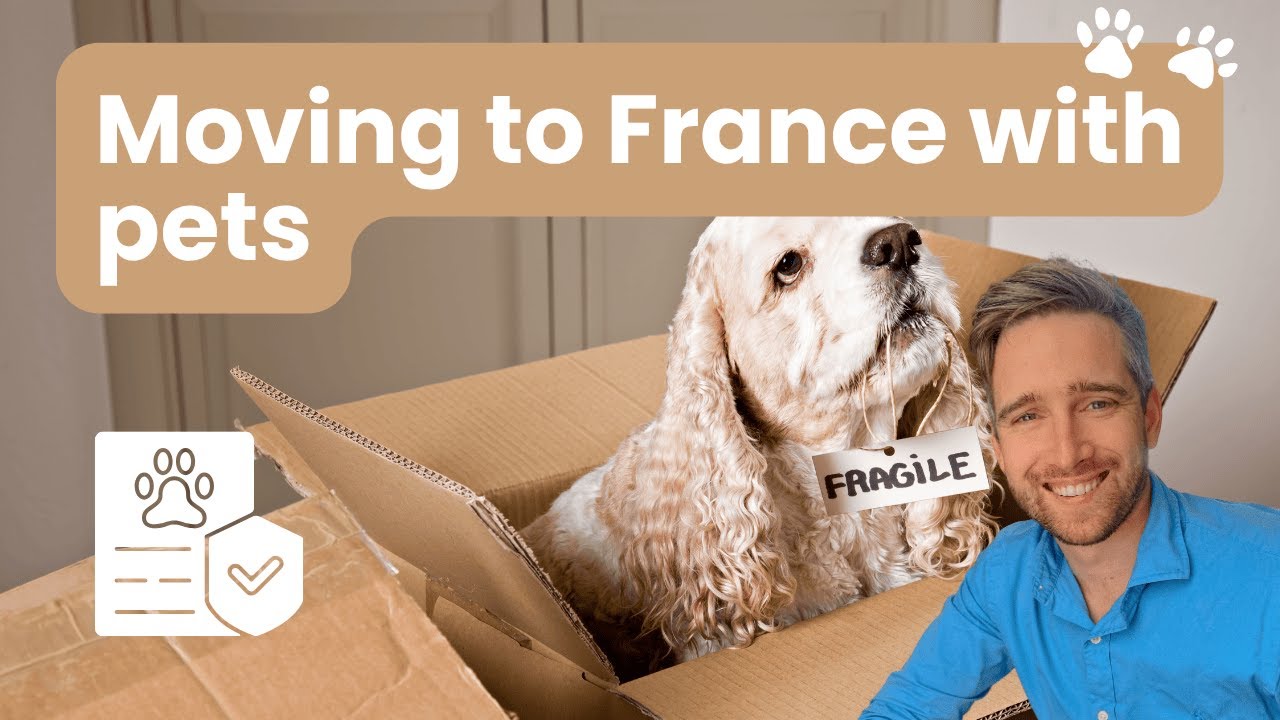 How to Bring Your Pet to France from the US (Step-by-Step Guide)