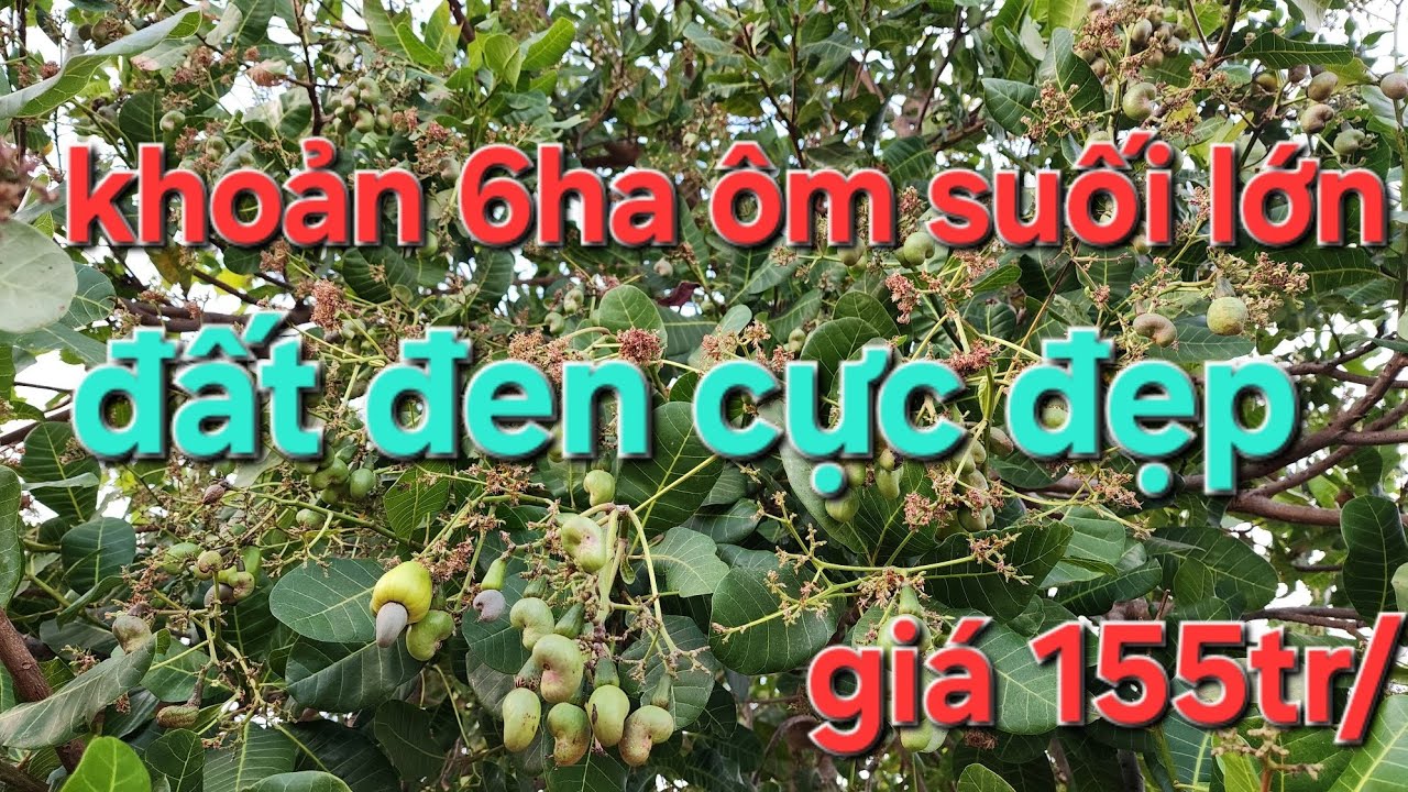 Khoản 6ha ôm suối lớn. Đất trồng được các loại cây. ACE quan tâm alô cho em ạ 