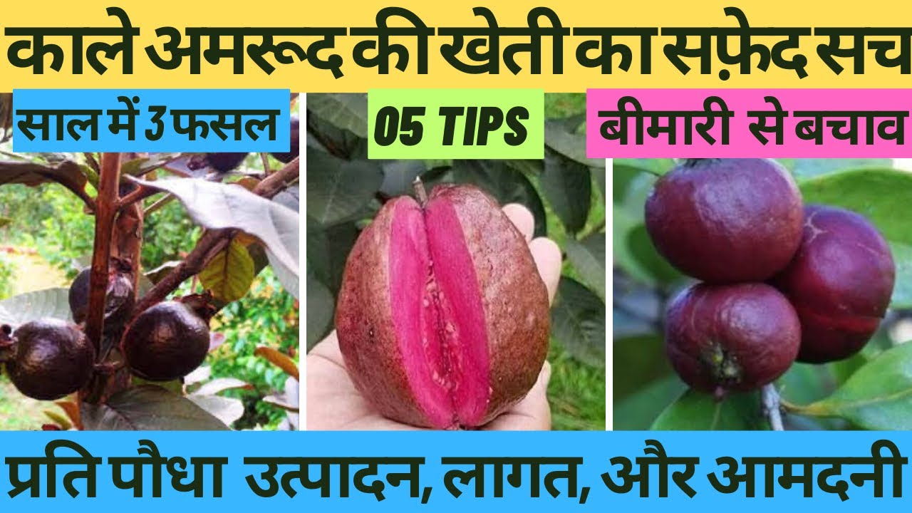 काले अमरूद की खेती का सफ़ेद सच ॥ Purple - Black Guava farming in India || पेरू की खेती