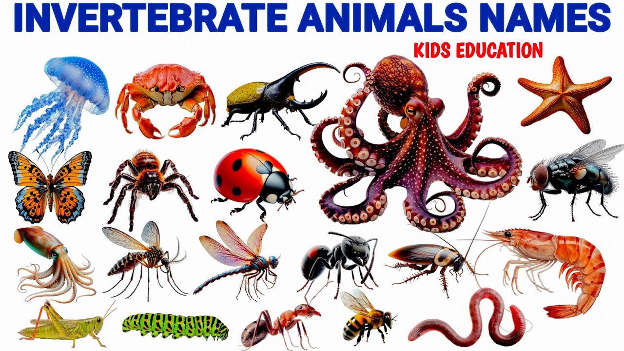 20 Invertebrate Animals Name For Kids |  Animals Without Backbone | Learn English Animals & Sounds 