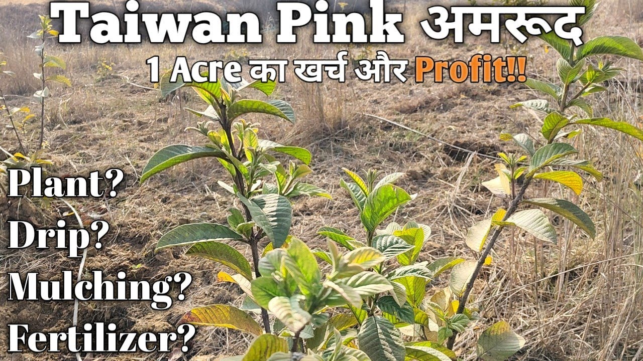 Taiwan Pink Guava 1 acre cost analysis || एक एकड़ ताइवान पिंक अमरूद खर्चा 