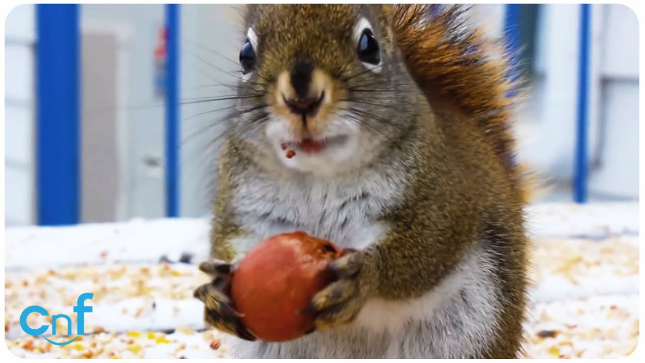 Squirrel Nibbling On a Nut