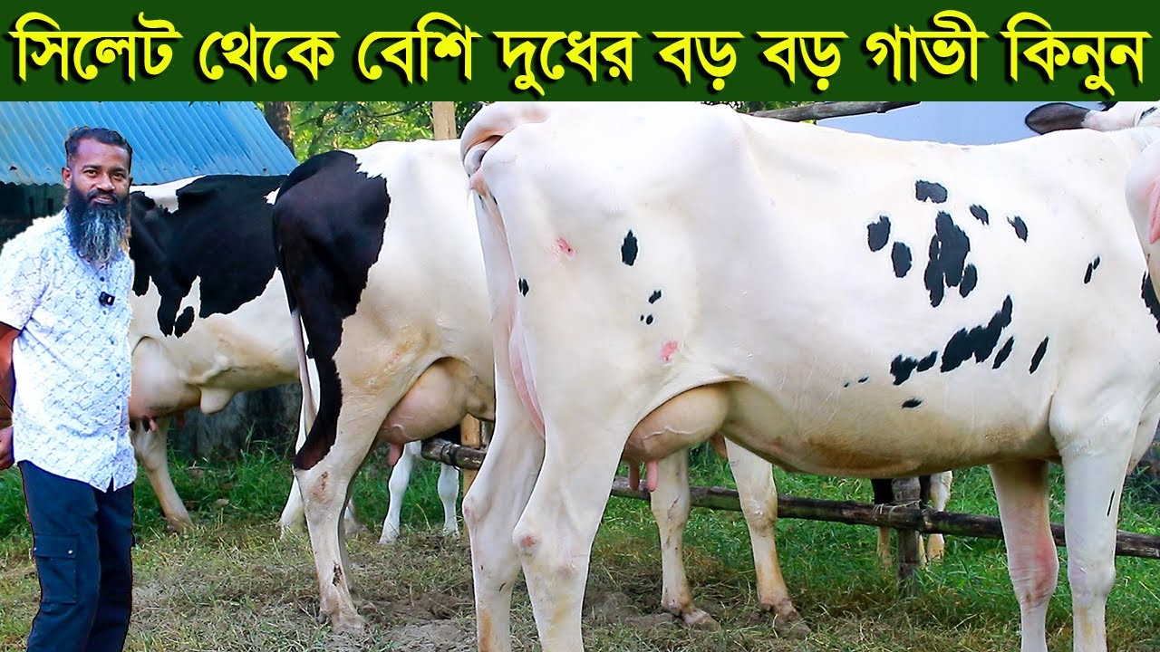 সিলেট থেকে বেশি দুধের বড় বড় গাভী কিনুন dairy farm