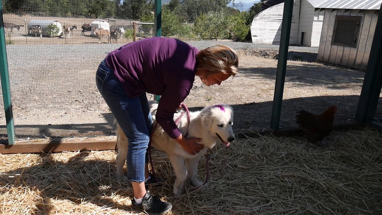 Benson Maremmas training video - Chicken coop visit 9 12