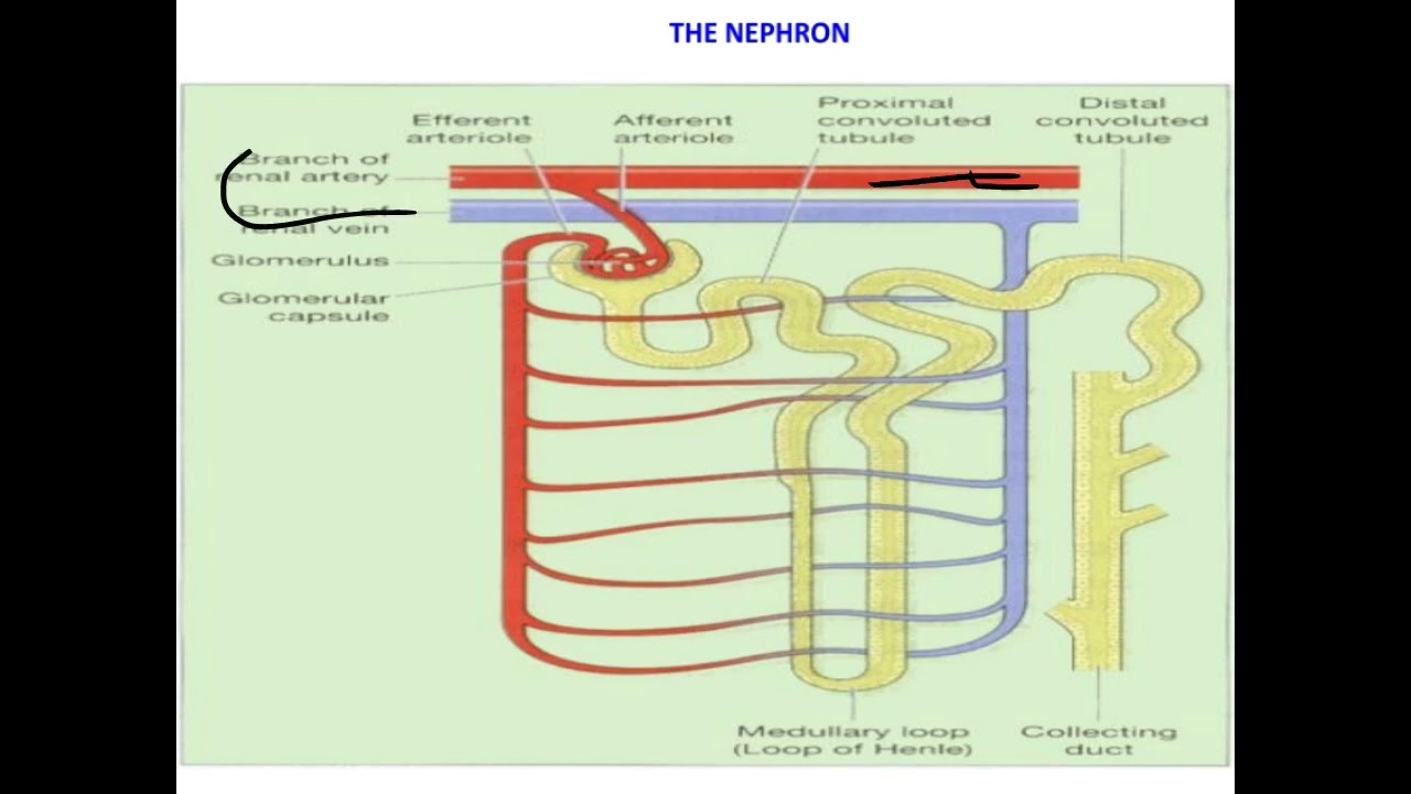 Urine formation @TheEducatorKM