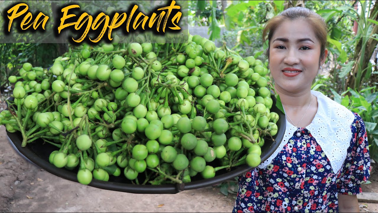 Pea Eggplants Recipe / Tasty Pea Eggplants Cooking / Cooking With Sreypov