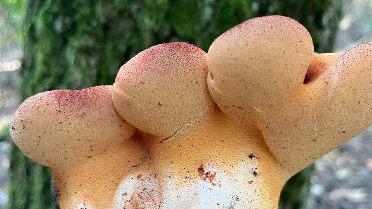 Fistulina hepatică ,limba boului 