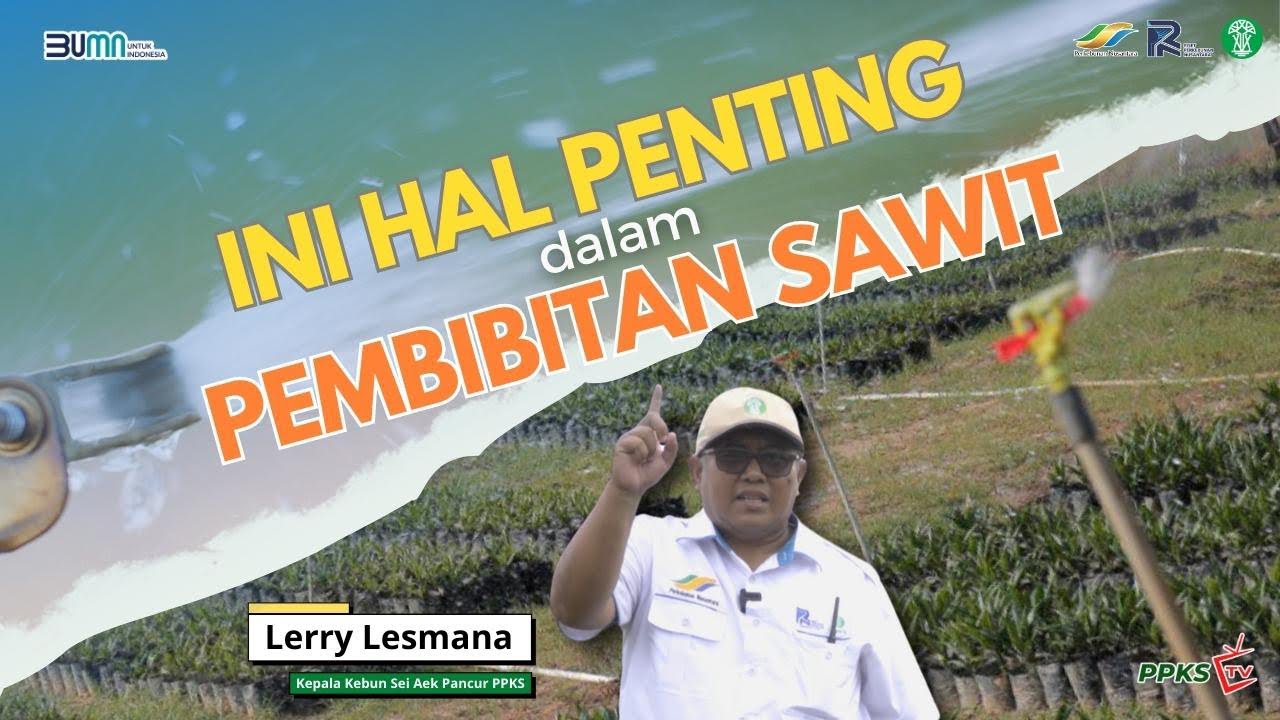 Hal Terpenting! Penentu Kesuksesan Pembibitan Kelapa Sawit