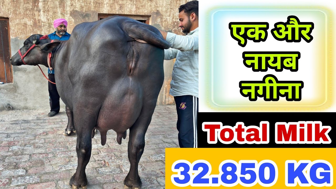 ज़बरदस्त मुर्राह भैंस की मिल्किंग♥️♥️ Live Final Milking 🔴 Owner-Billu Gill, Saha, Ambala