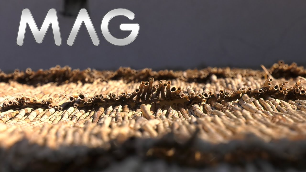 Trska - stari materijal u savremenoj izgradnji