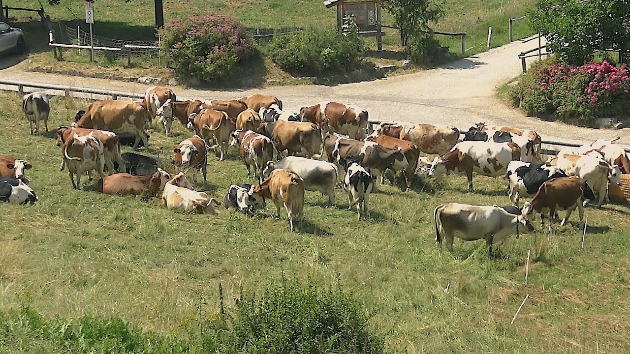 Escursione 4K - Anello delle malghe del Monte Bondone - Trentino