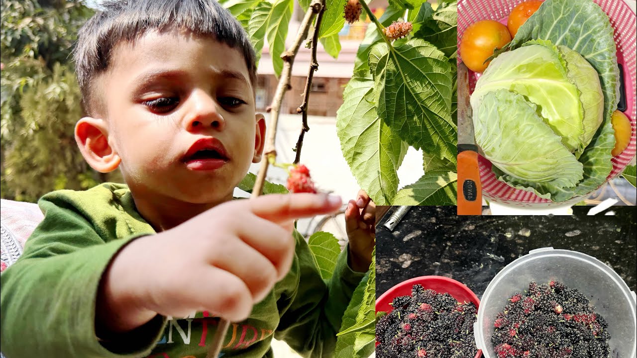 Fresh organic vegetables and fruits harvesting |#manasandnaitikshow #funny #manasandnaitik 