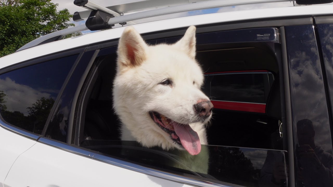 We are back in 4K - Korean Jindo