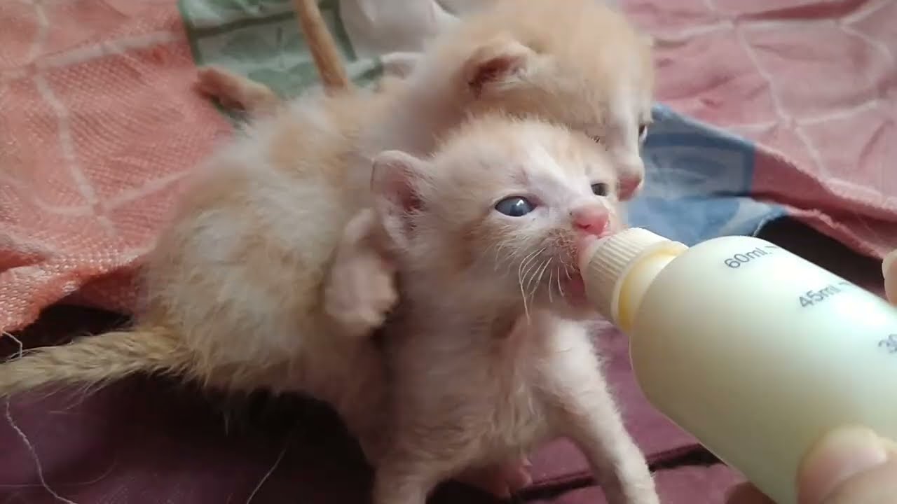 Bottle Feeding Without Kittens Fighting Is Boring A Healthy Competition To Drink Milk