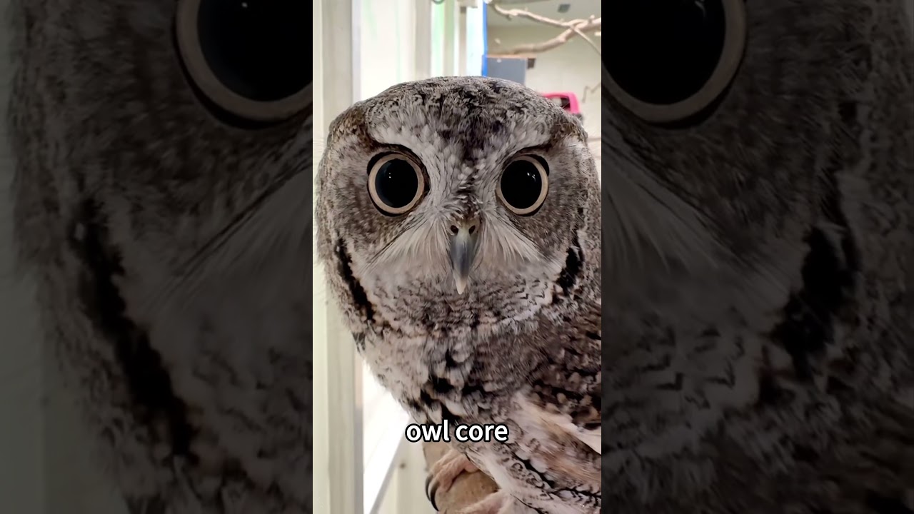 Owl core #owl #owls #cute #fpy #fpyシ #funny #animals