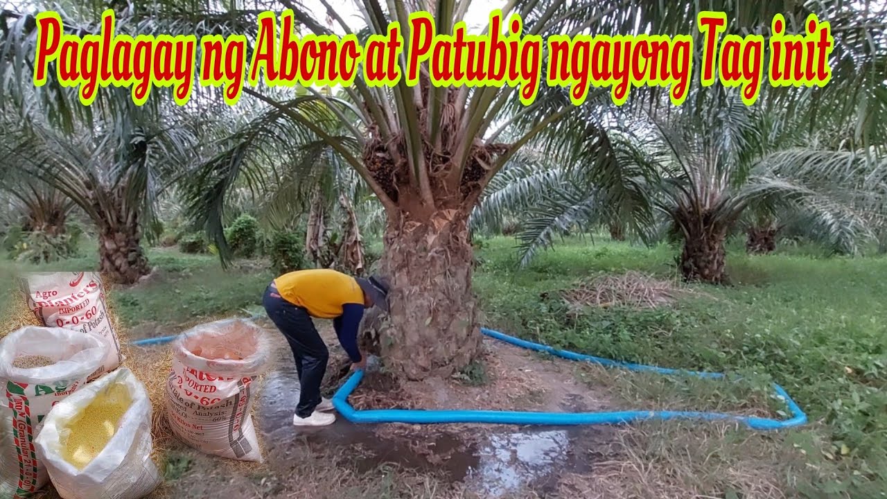 Fertilizer Application in Palm Oil Tree ngayong El Niño