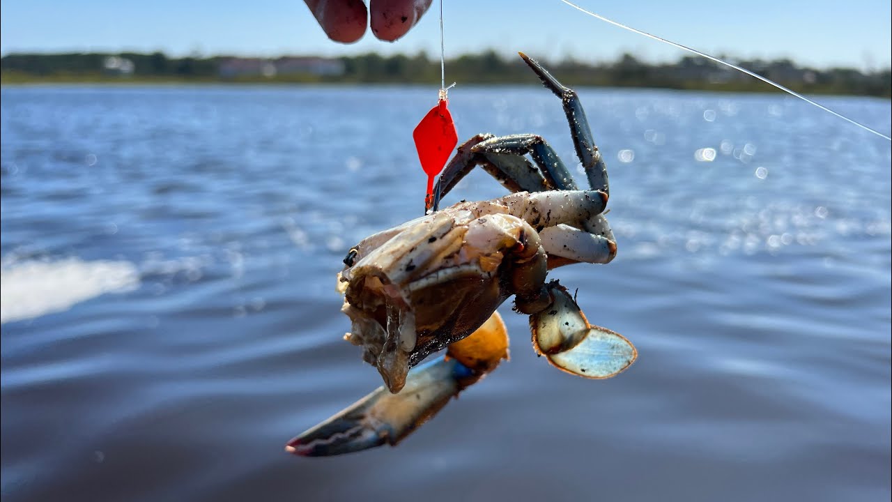 Had To Resort To The Best Bait… Catch - Cook