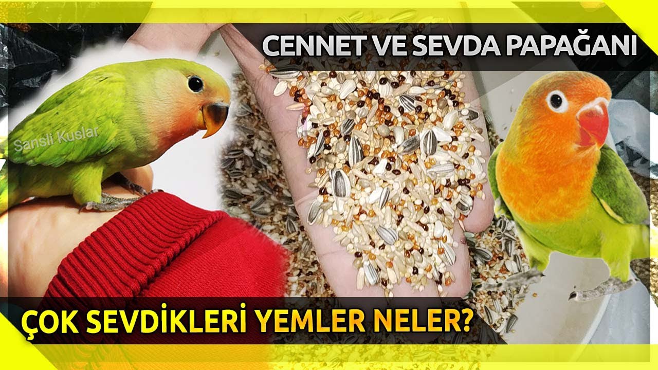 Cennet Papağanı ve Sevda Papağanı Ne Yer?💥🐦