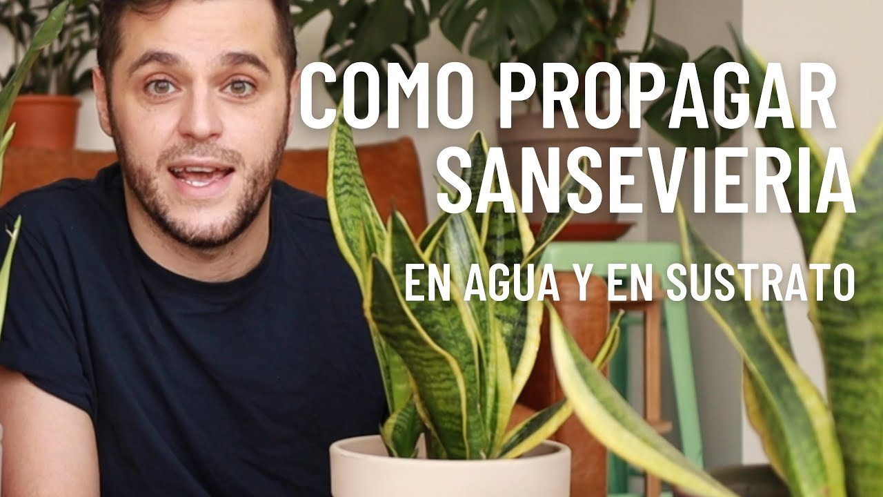 Como Propagar Sansevierias en Agua y en Sustrato