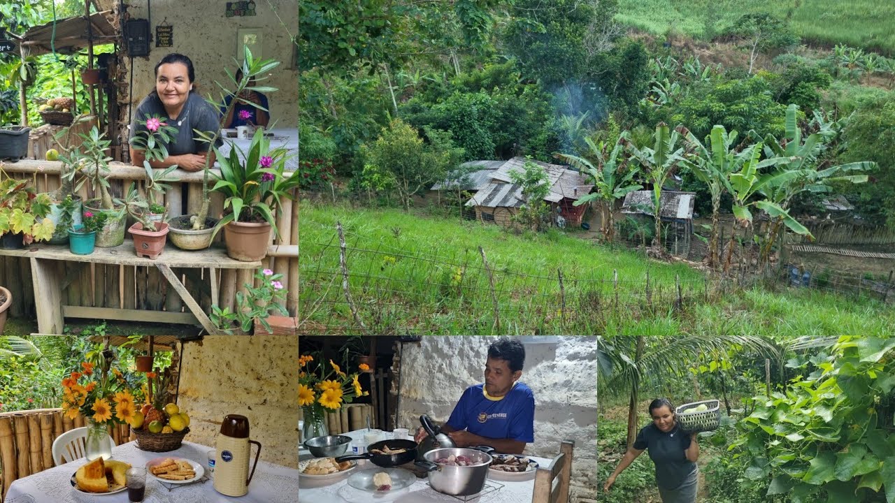 Nosso dia no sítio de colheita noite e amanhecer vida simples e natureza ana Paula Alagoana 